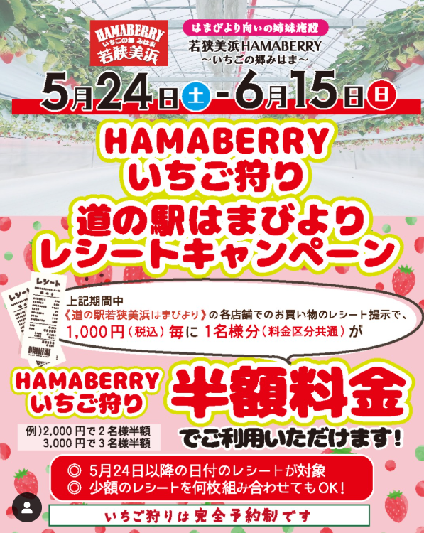 若狭美浜HAMABERRYいちご狩り半額キャンペーン！